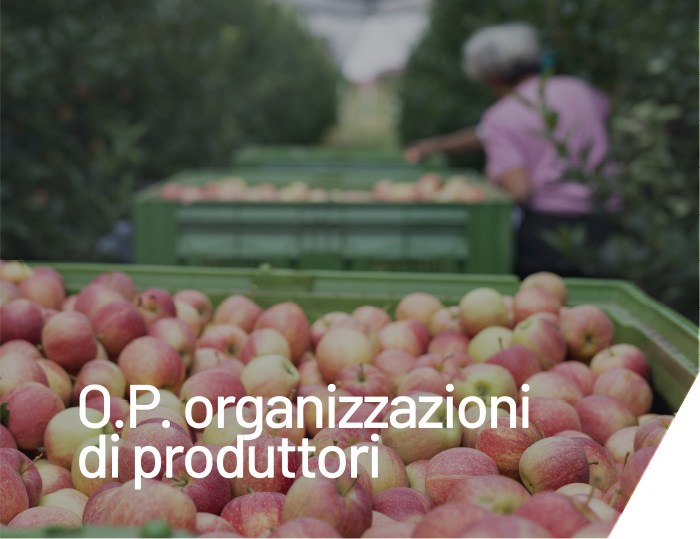 O.P. Organizzazioni di produttori