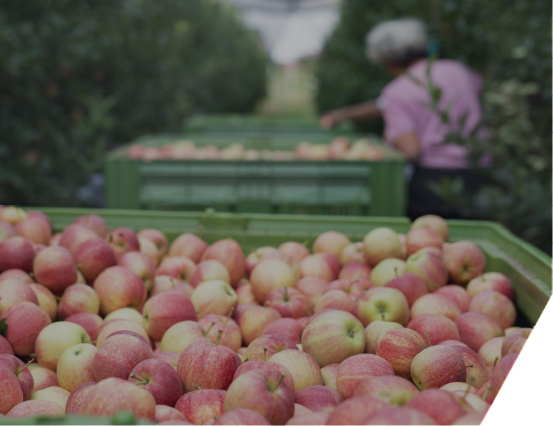 O.P. Organizzazioni di produttori